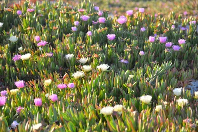 DSC_7296 (Large).JPG